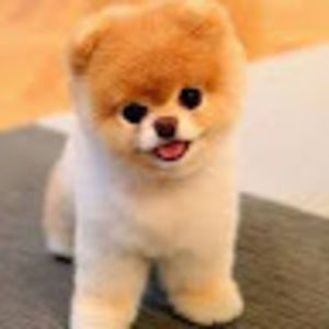 Meet your Posher, Elyse